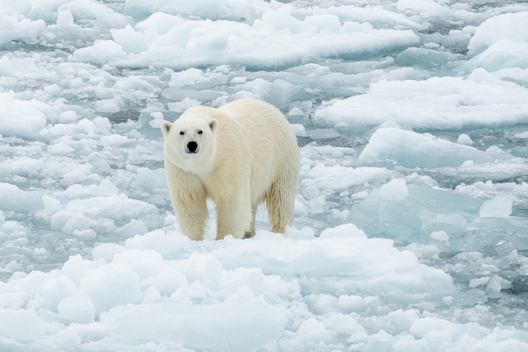 Polar standing on broken ice floe