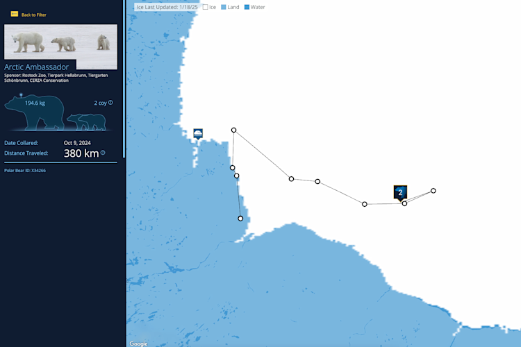 The Polar Bears International bear tracker map with the path of the bear "Arctic Ambassador" highlighted