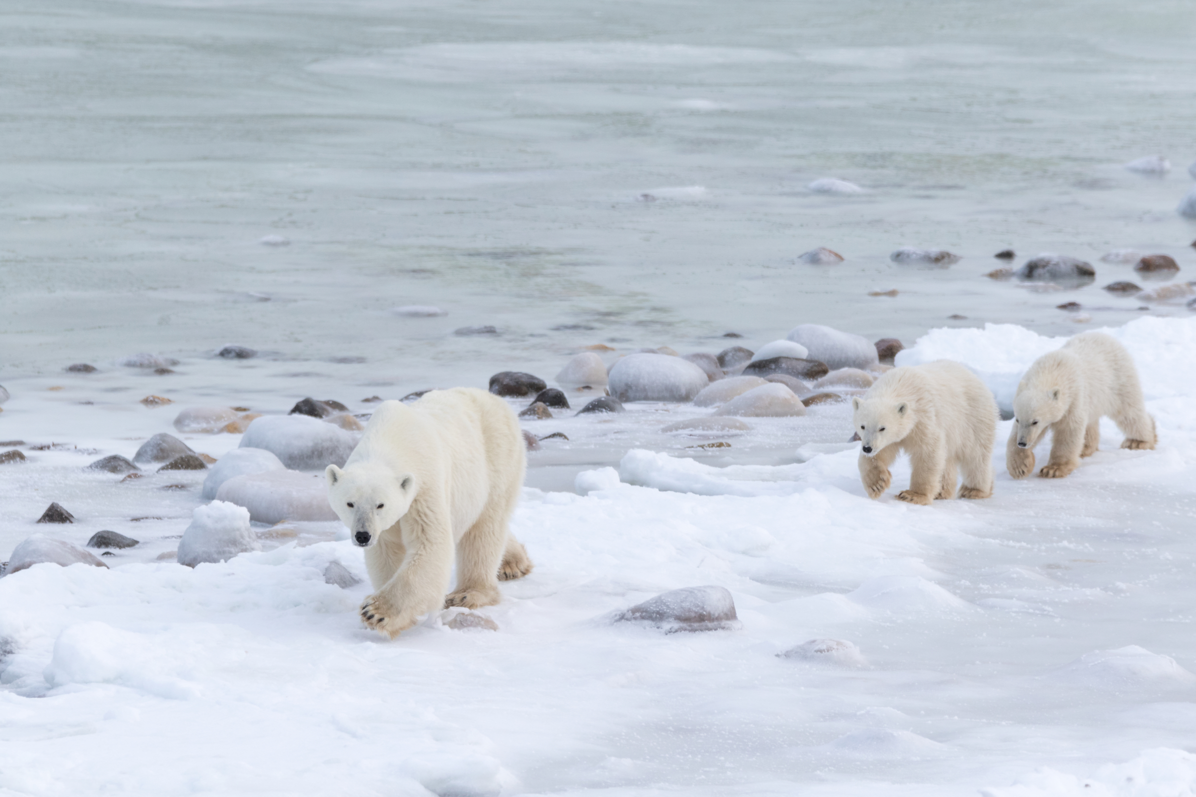 A polar bear strides along the rocky coast of Hudson Bay.