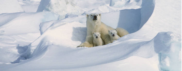 A mother polar bear and her two cubs peak out of their den