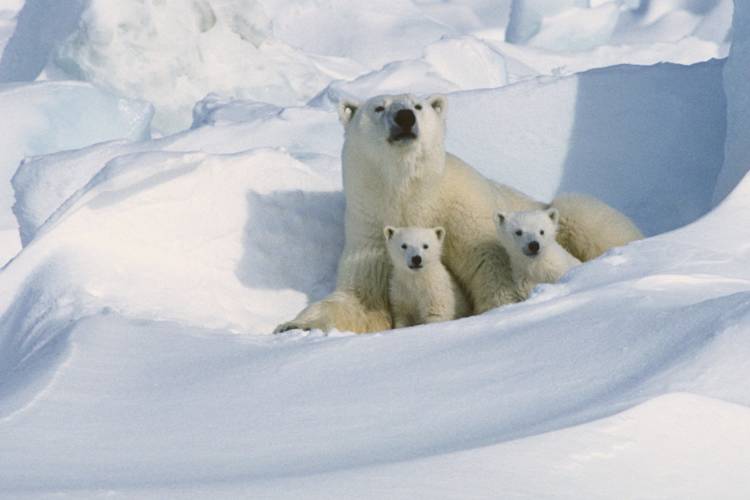 A mother polar bear and her two cubs peak out of their den