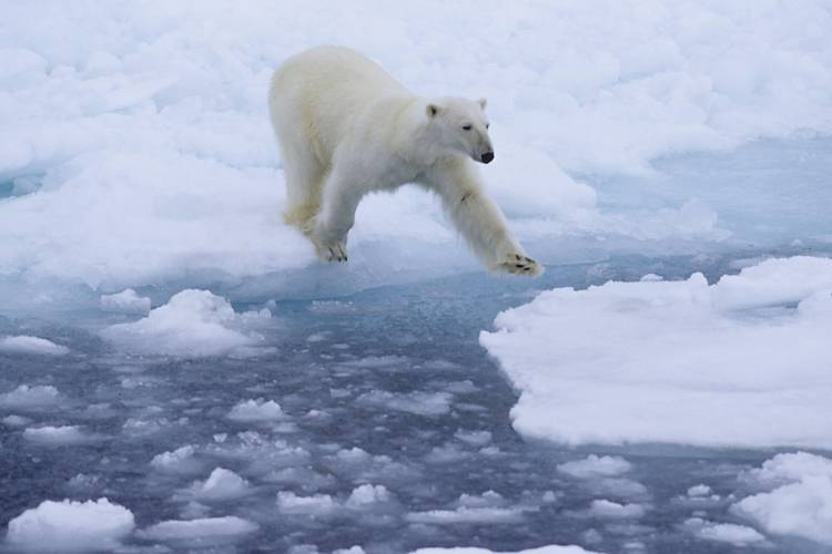 A polar bear stands on an ice floe in the sea