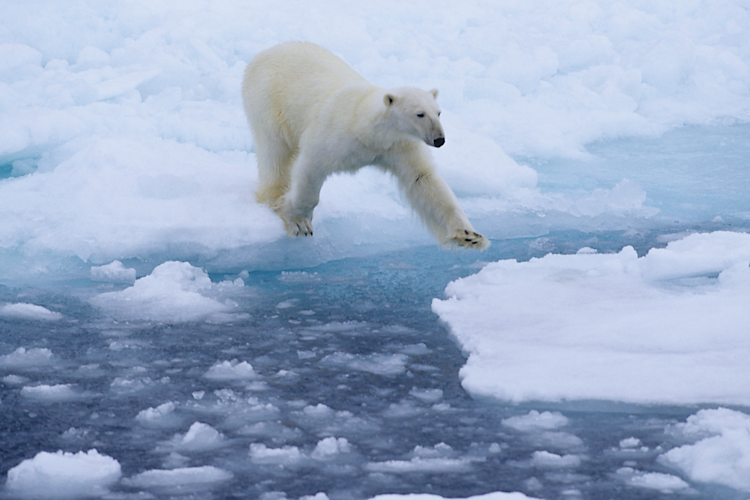 A polar bear stands on an ice floe in the sea