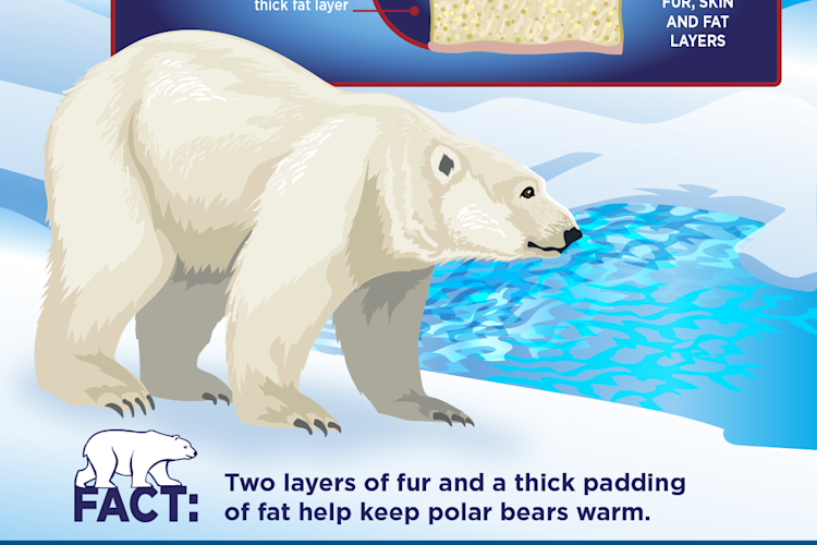 How Do Polar Bears Survive Cold Weather: Incredible Adaptations Explained