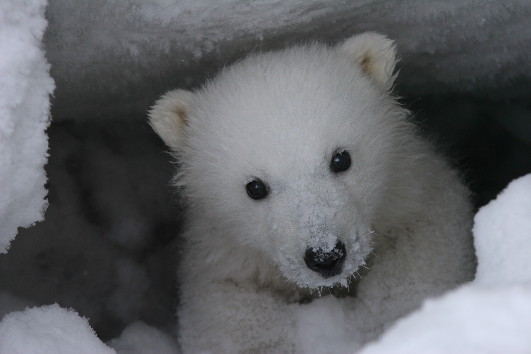 A baby polar bear sitting in the mouth of its maternal den