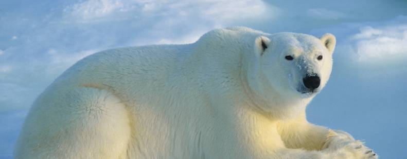 Polar bear laying in the snow