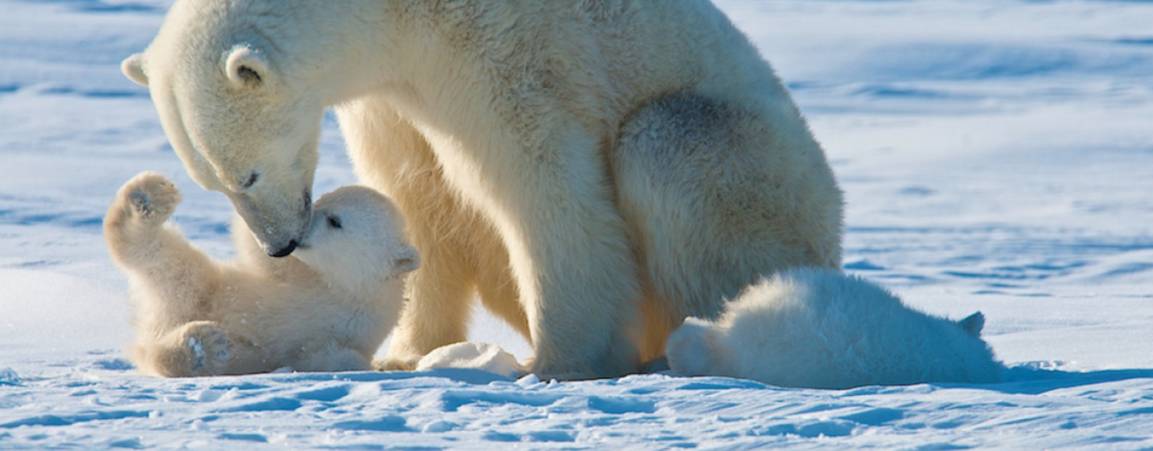 Unique Polar Bear Population Discovered in Greenland