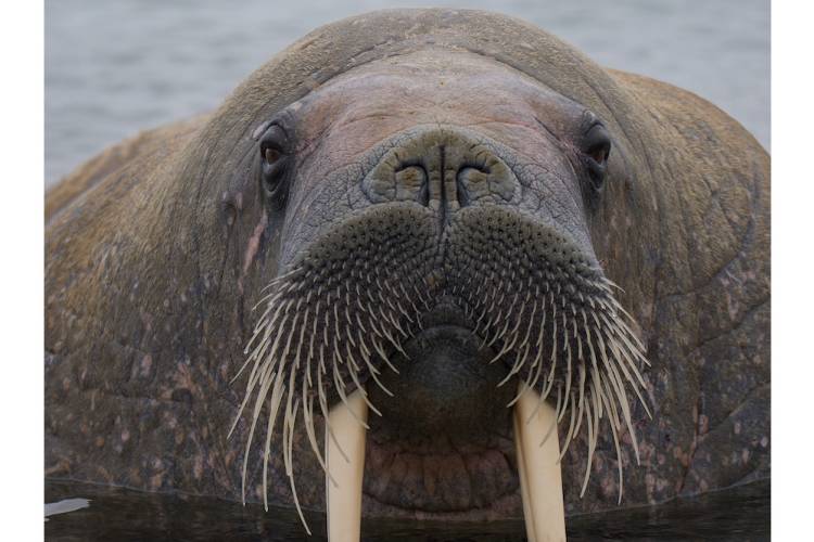 Close up of a walrus face in Svalbard