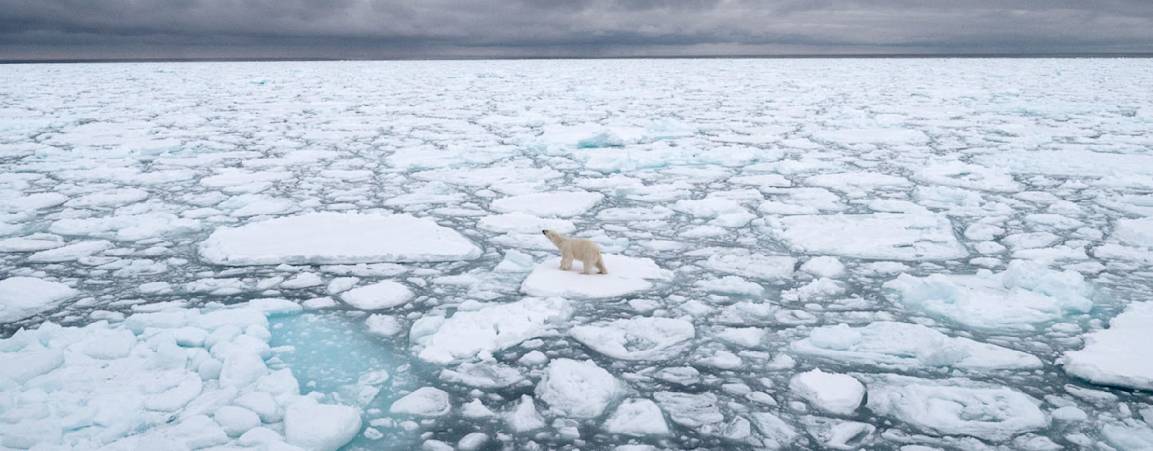 Ariel view of a bear on the sea ice