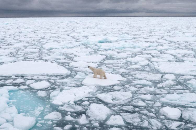 Ariel view of a bear on the sea ice