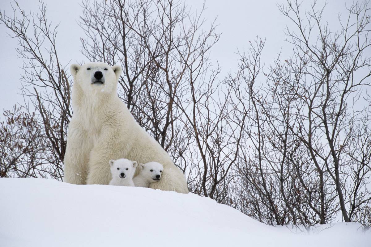 Polar bear mom and cubs at den