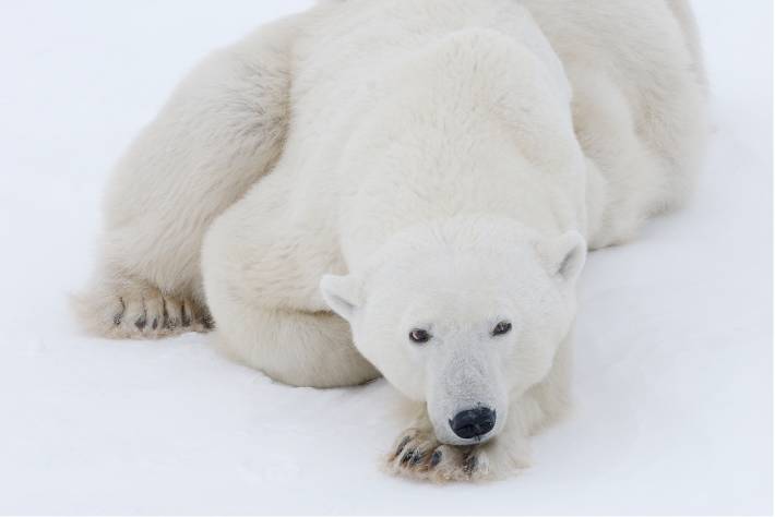 Polar bear laying on ice looking at camera image
