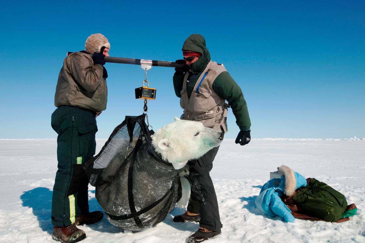 Scientists weigh a wild polar bear