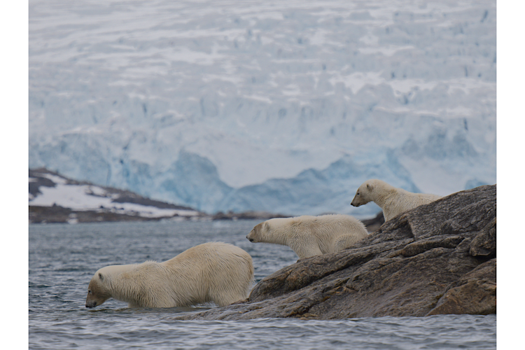A mother polar bear wades into the water as her cubs wait on shore