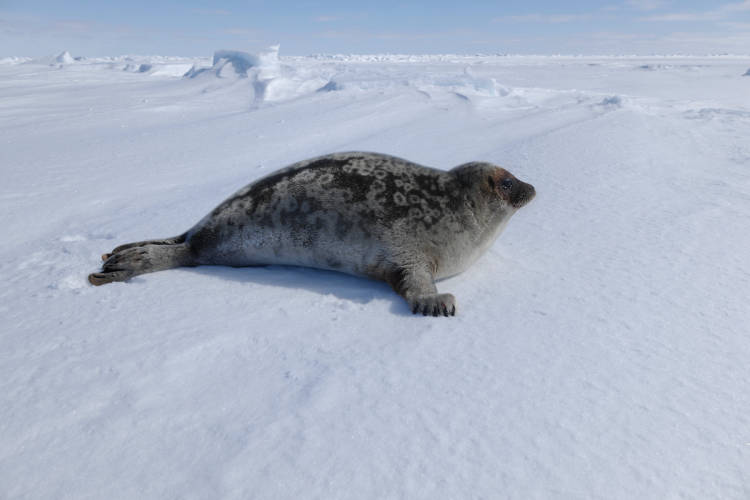 Adult male ringed seal that was stranded on the sea ice of Hudson Bay