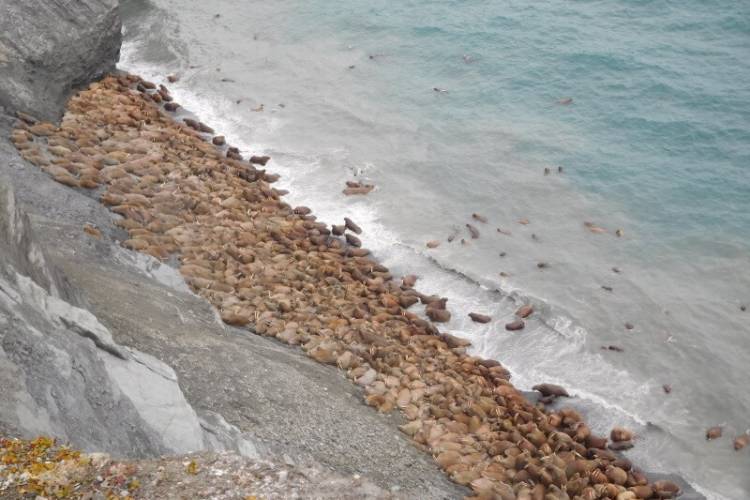 Walrus haul out on a narrow beach on Wrangel Island