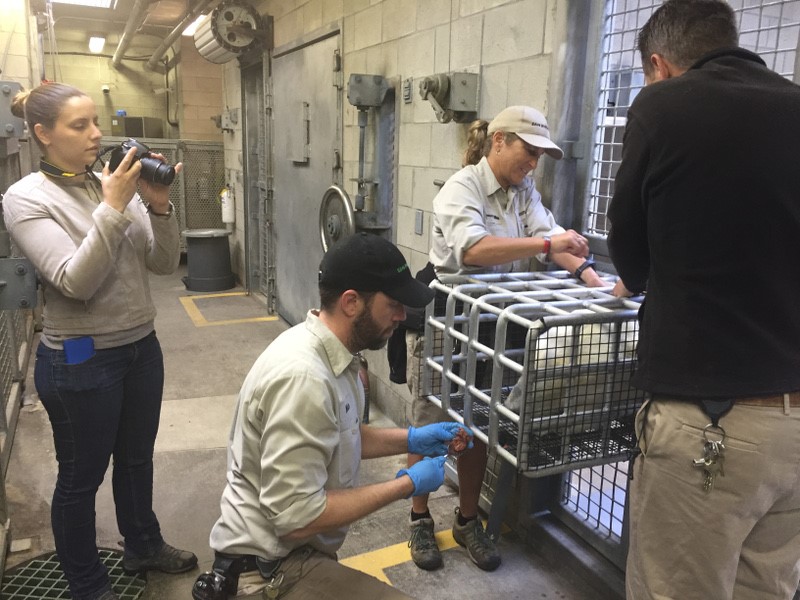 San Diego Zoo polar bear keepers work with bears to cooperatively train them to wear collar cameras