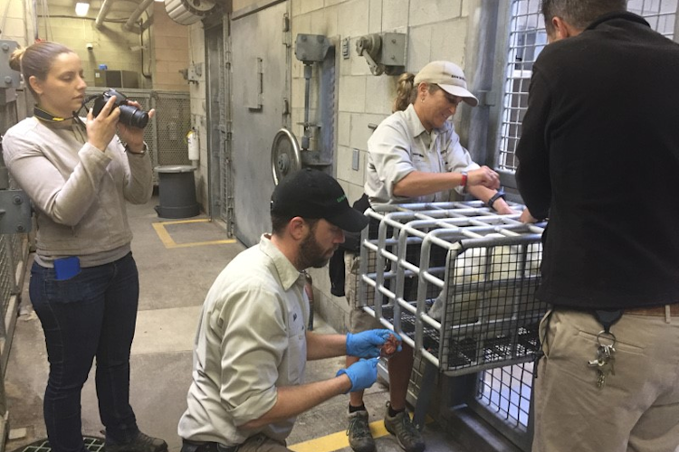 San Diego Zoo polar bear keepers work with bears to cooperatively train them to wear collar cameras