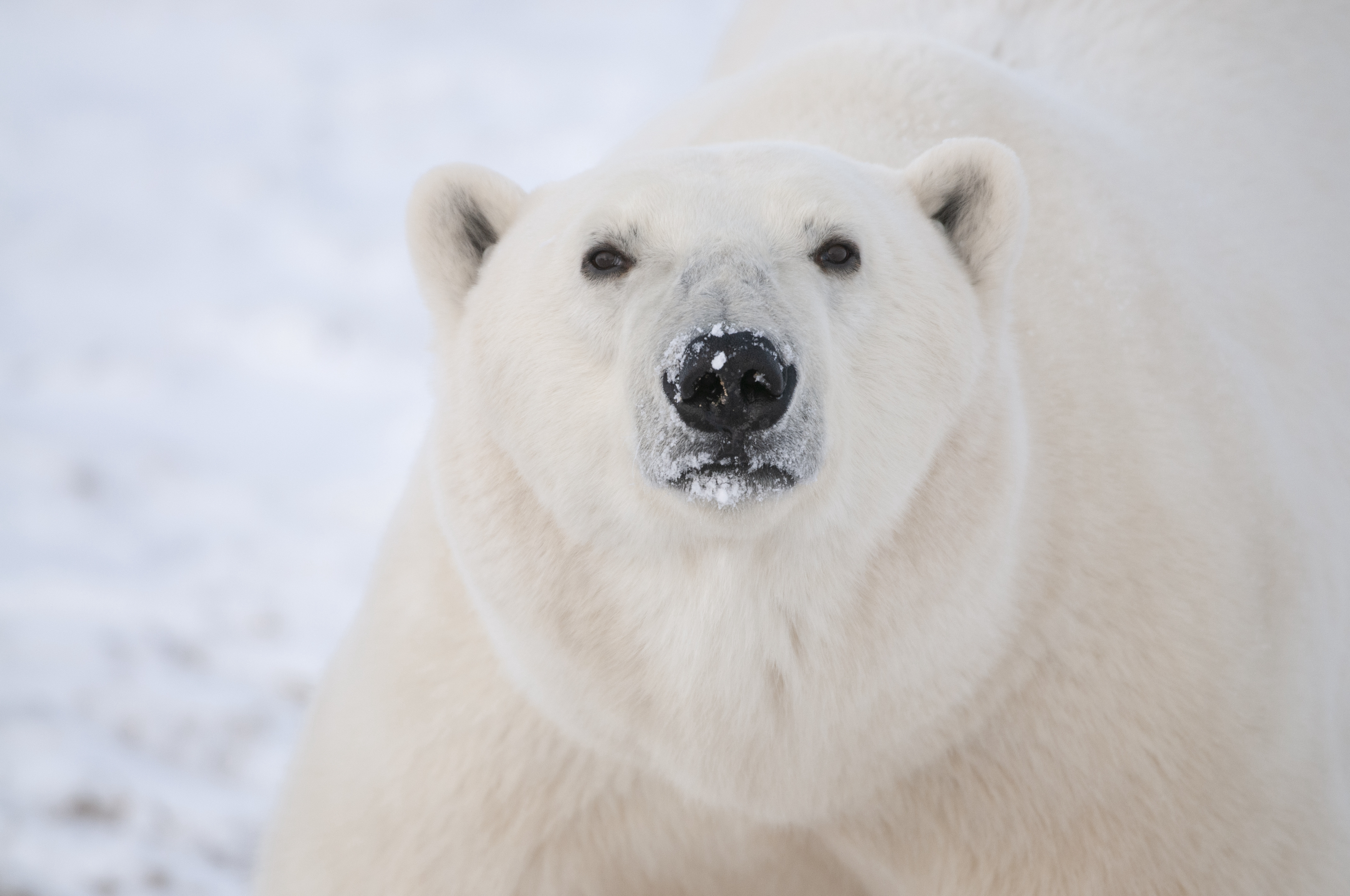 Activity Three: Polar Bears In A Warming World