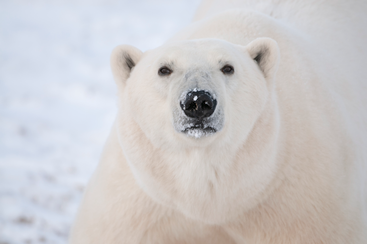 Close up of a polar bear's face