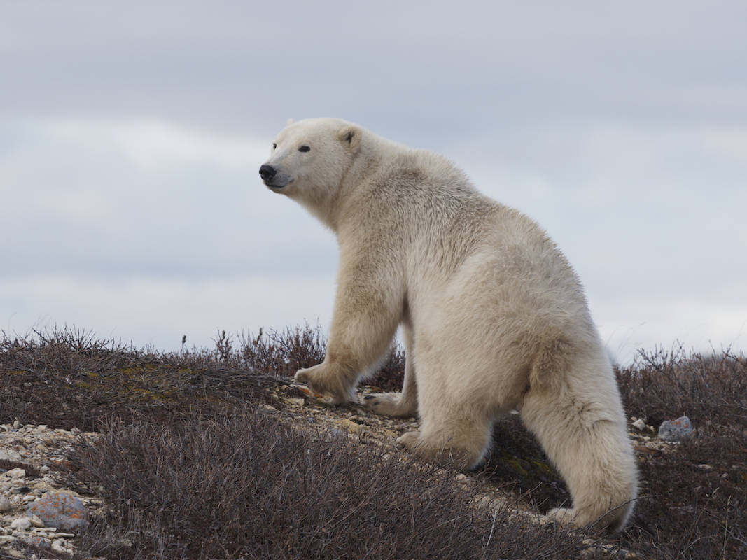 A polar bear walking on a snowless landscape