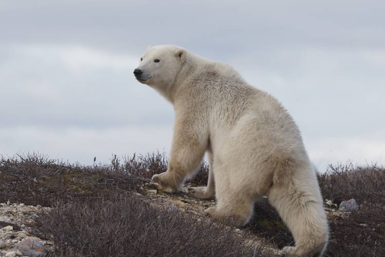 A polar bear walking on a snowless landscape