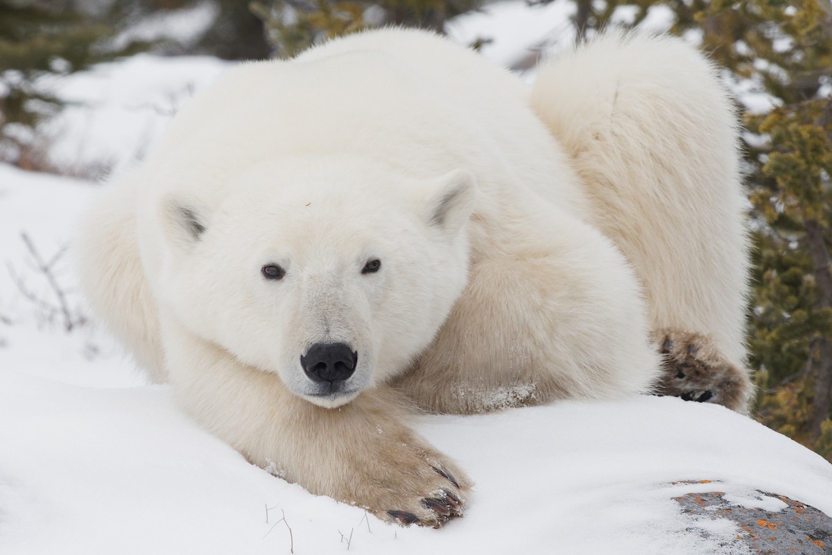 Adult polar bear laying on a rock in Churchill 