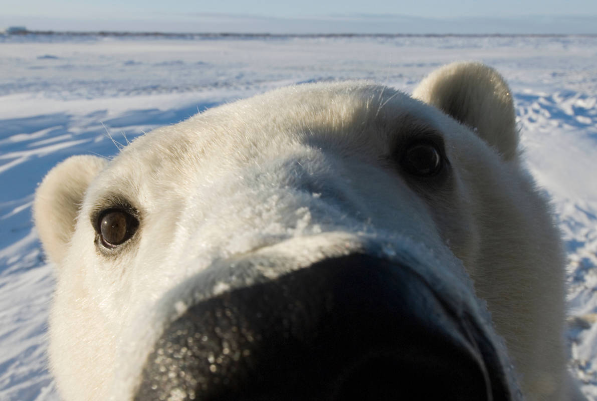 A close up of a polar bear's face with its nose on the camera lens