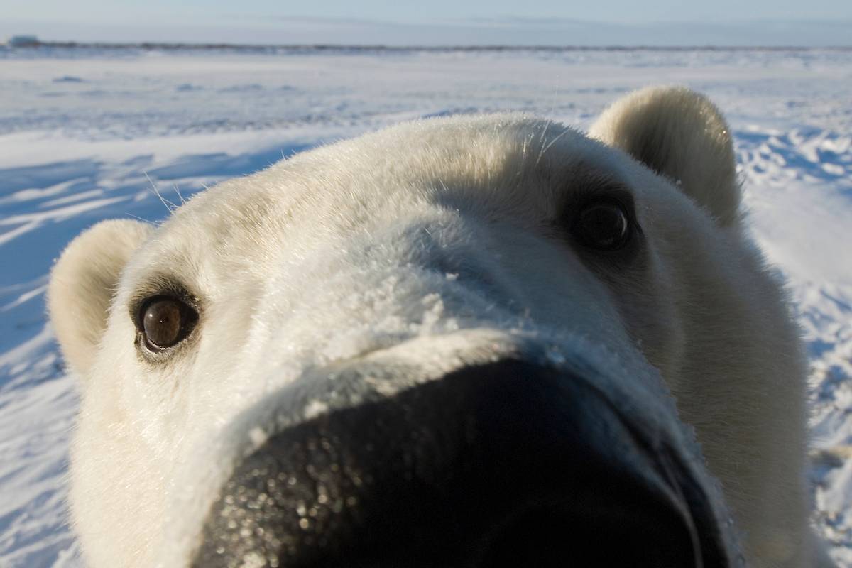A close up of a polar bear's face with its nose on the camera lens