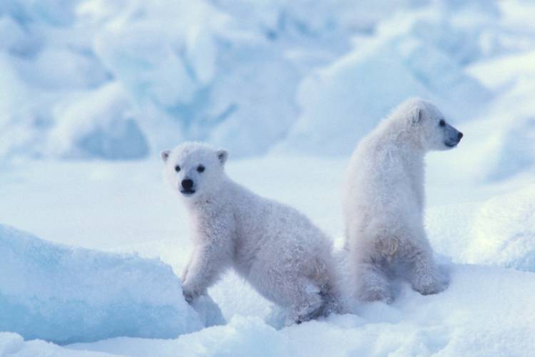 Two young polar bear cubs, recently emerged from their snow den.