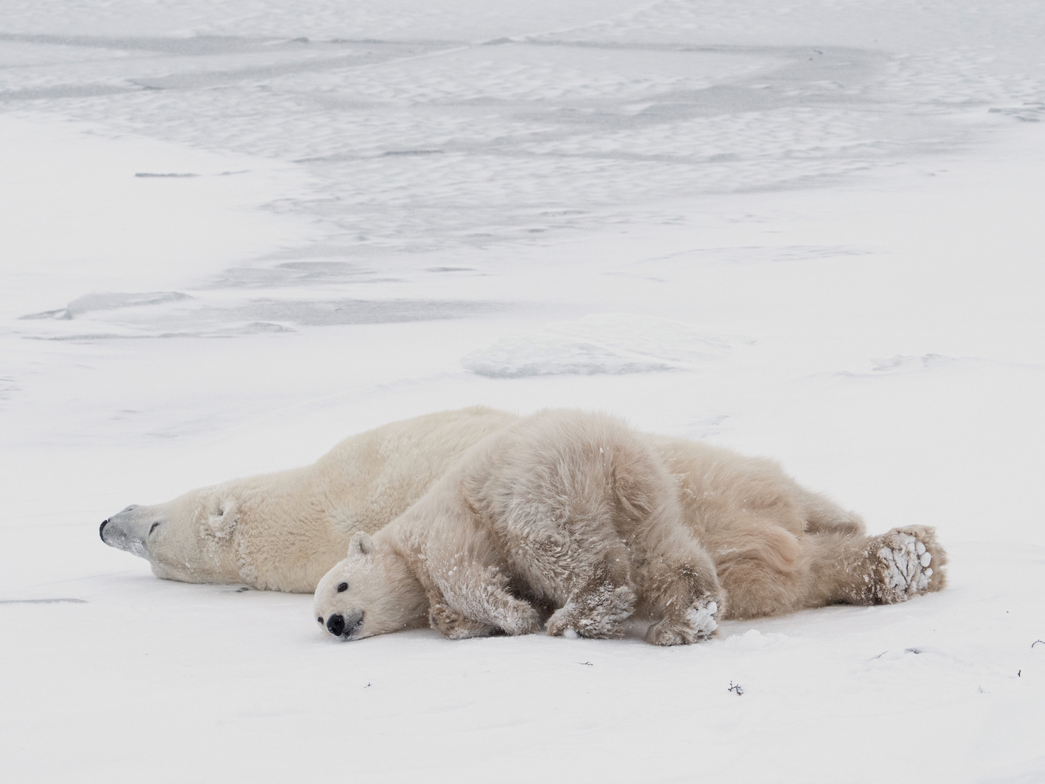 Cute polar bear cub Playing on sea ice and mom