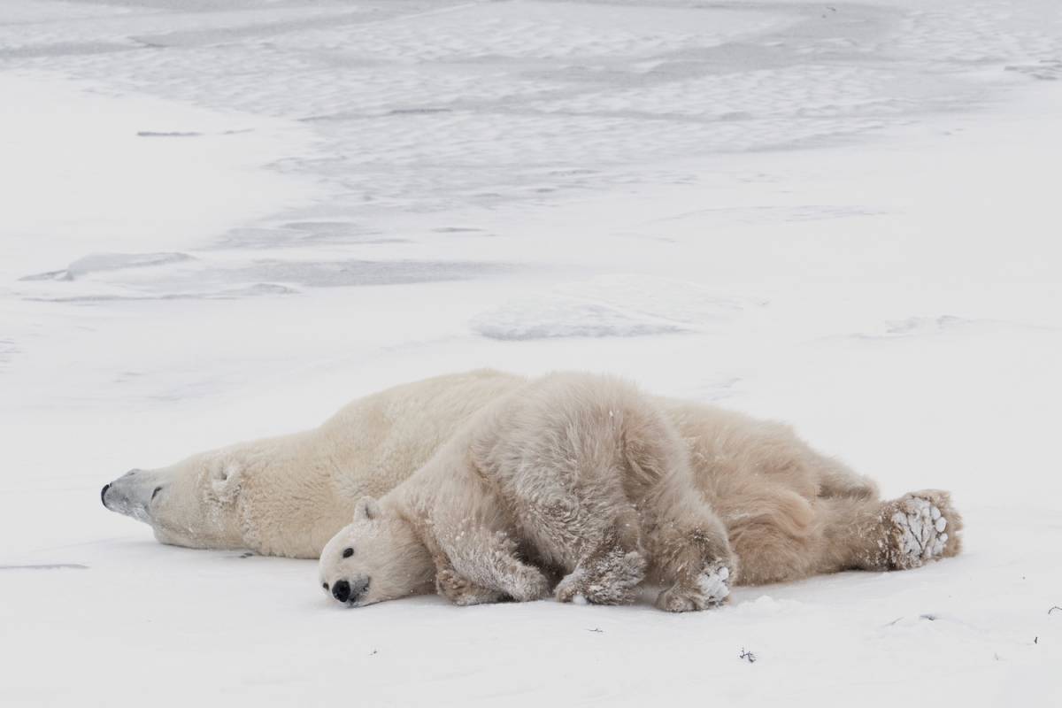 Cute polar bear cub Playing on sea ice and mom