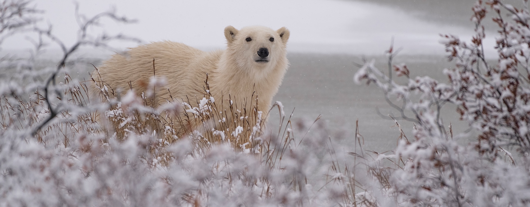 A polar bear peeks out from behind a snowy bush on the tundra