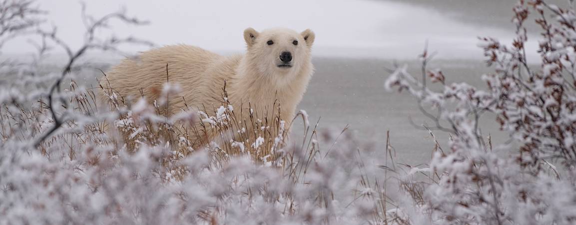 A polar bear peeks out from behind a snowy bush on the tundra