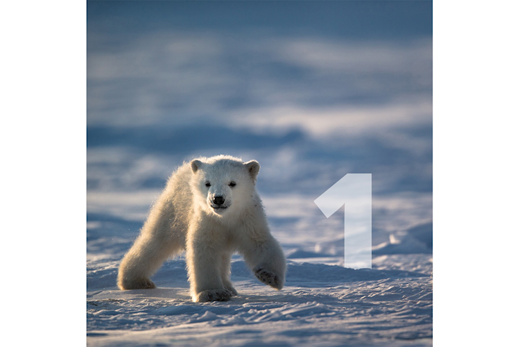 Baby polar bear