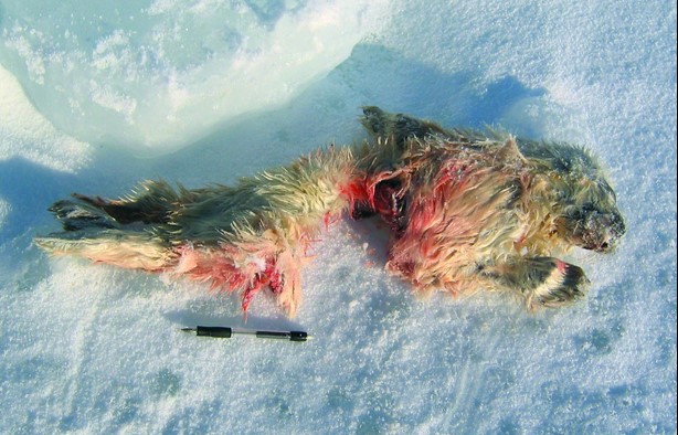 Newborn whitecoat ringed seal pup killed by a polar bear but not eaten because it has not yet accumulated any fat