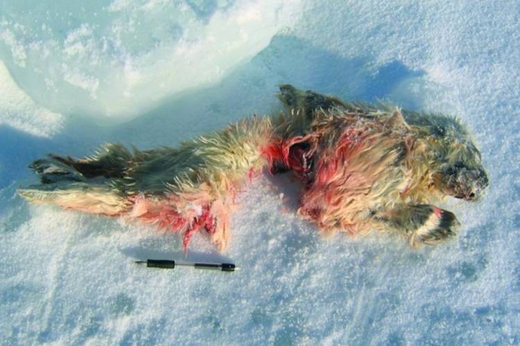 Newborn whitecoat ringed seal pup killed by a polar bear but not eaten because it has not yet accumulated any fat
