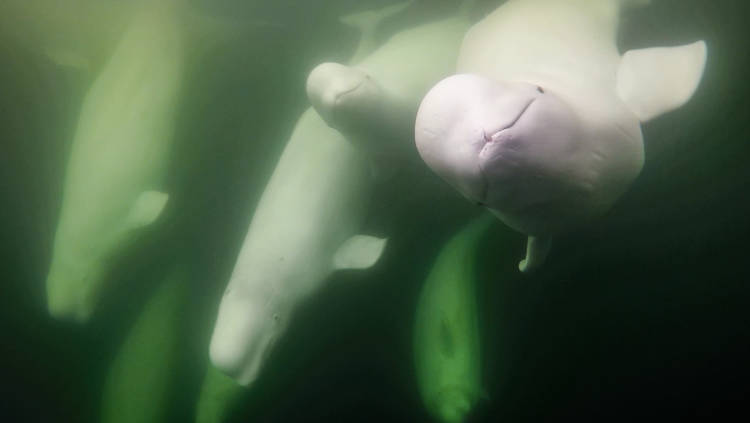 Beluga whales play underwater