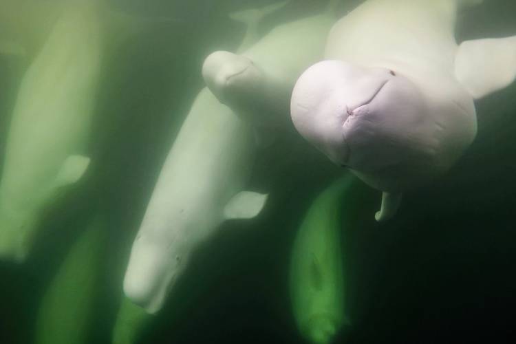 Beluga whales play underwater
