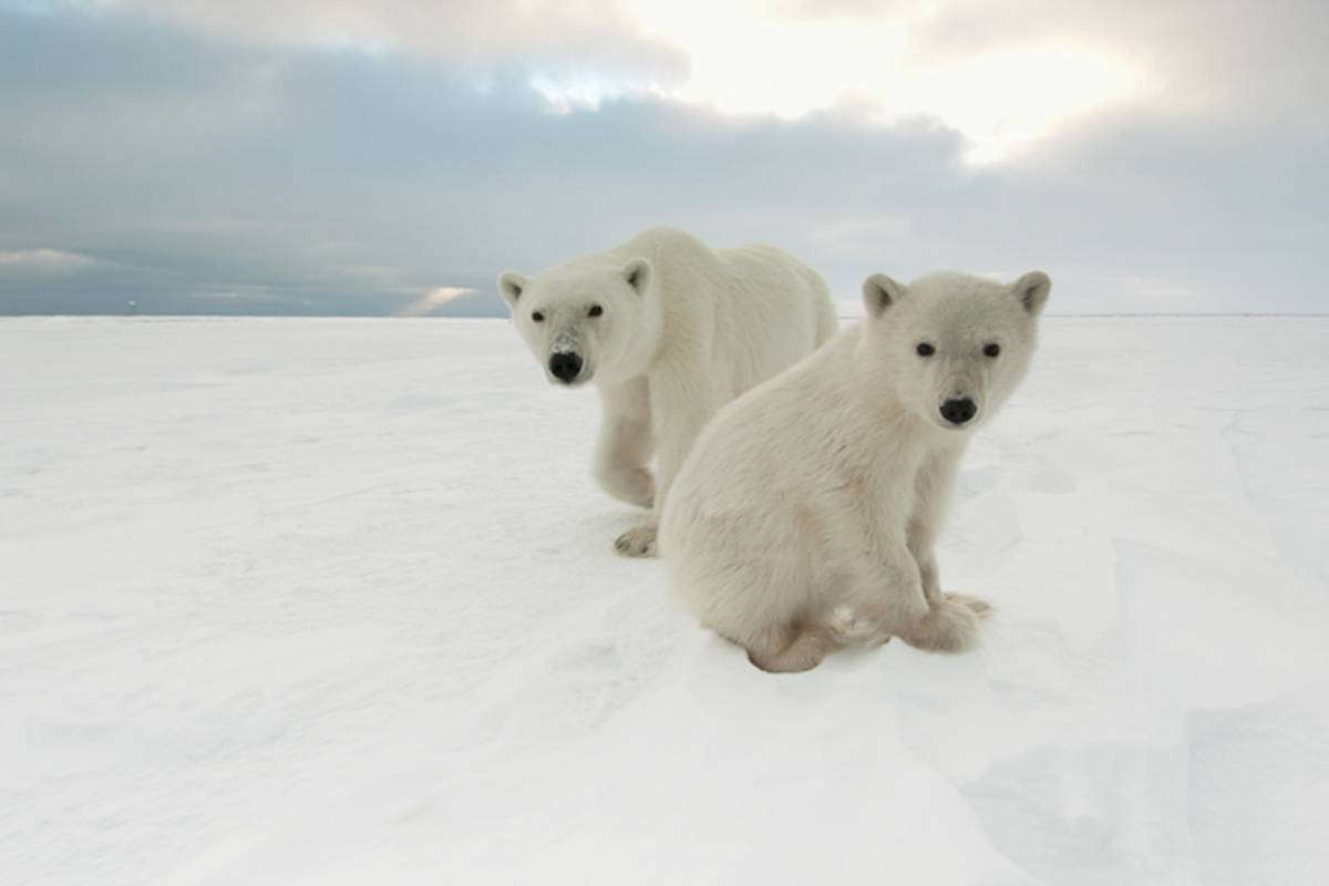 A mother polar bear and cub along the coast of Hudson Bay