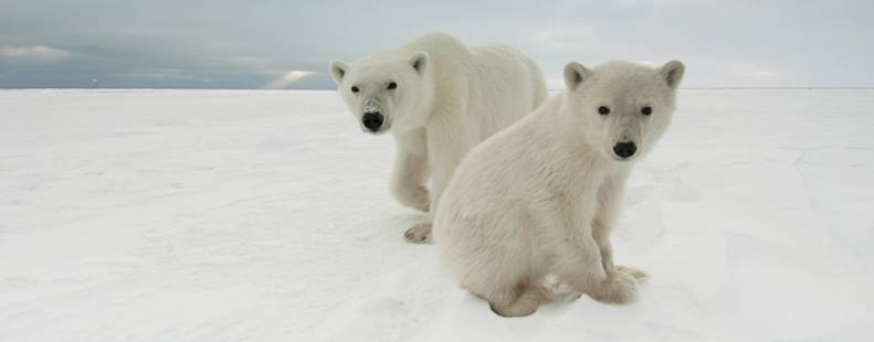 Polar bear on sea ice