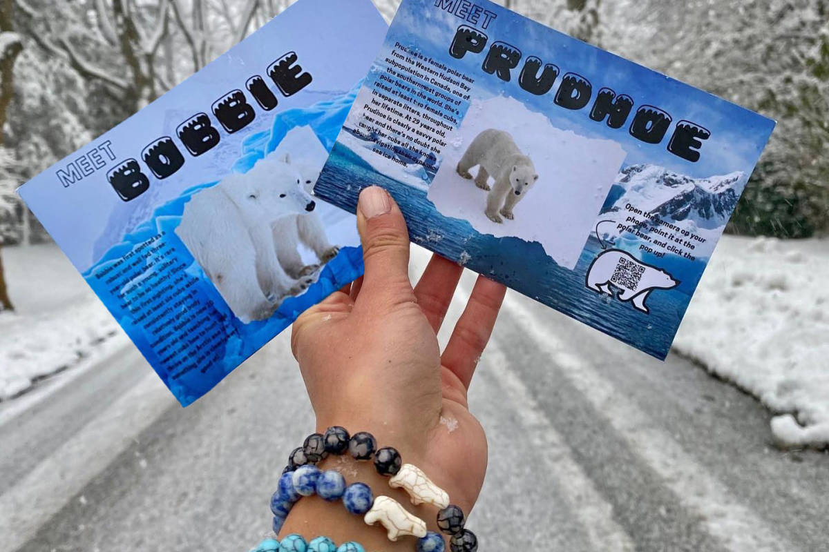 Fahlo polar bear bracelets and tracking cards