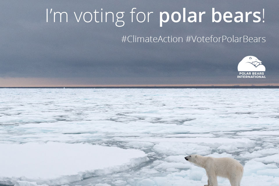 Polar Bear Week Toolkit Polar Bears International