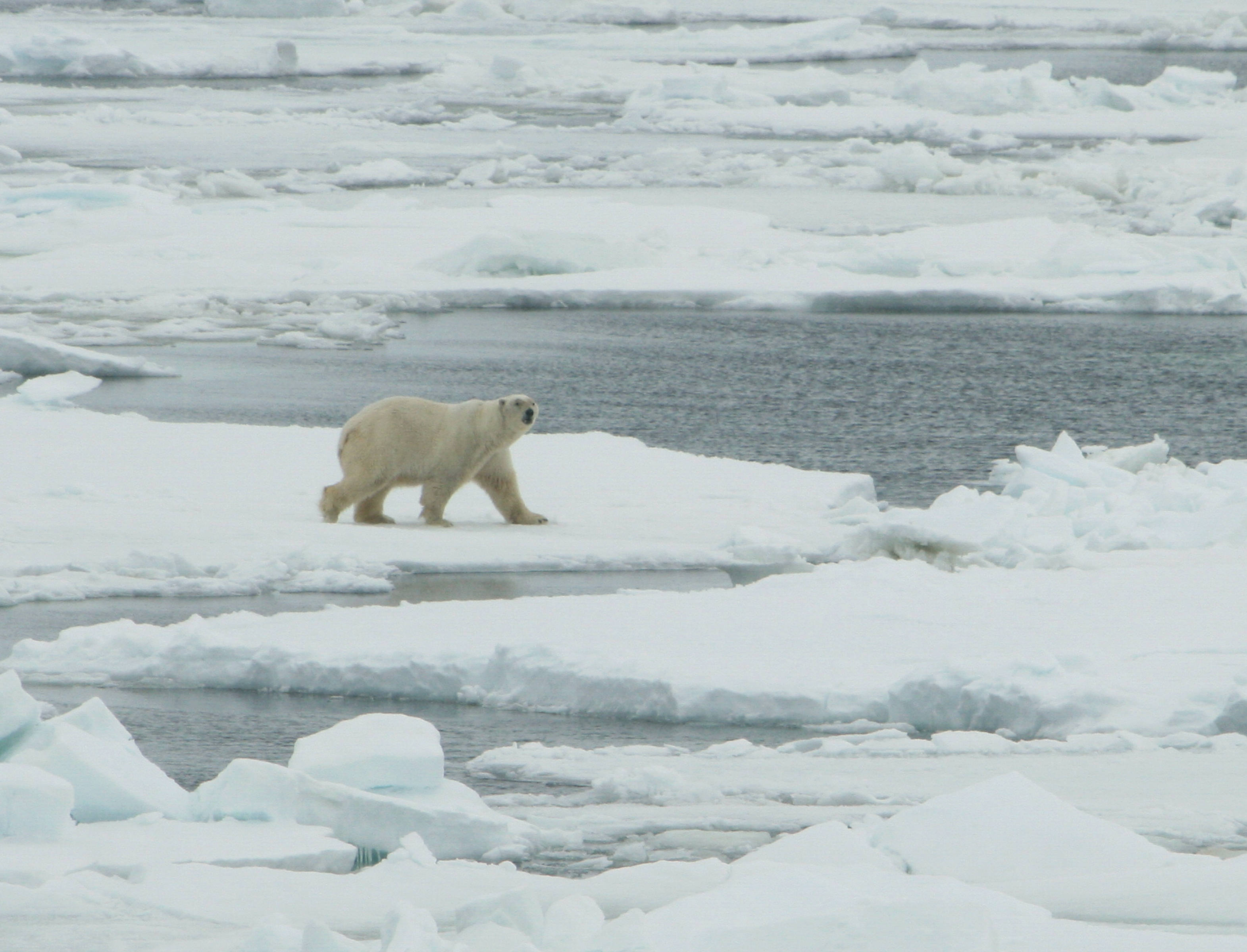 A polar bear walks across broken ice floes in Alaska