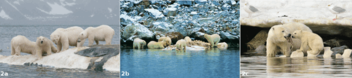 Polar bears feeding on a whale carcass.