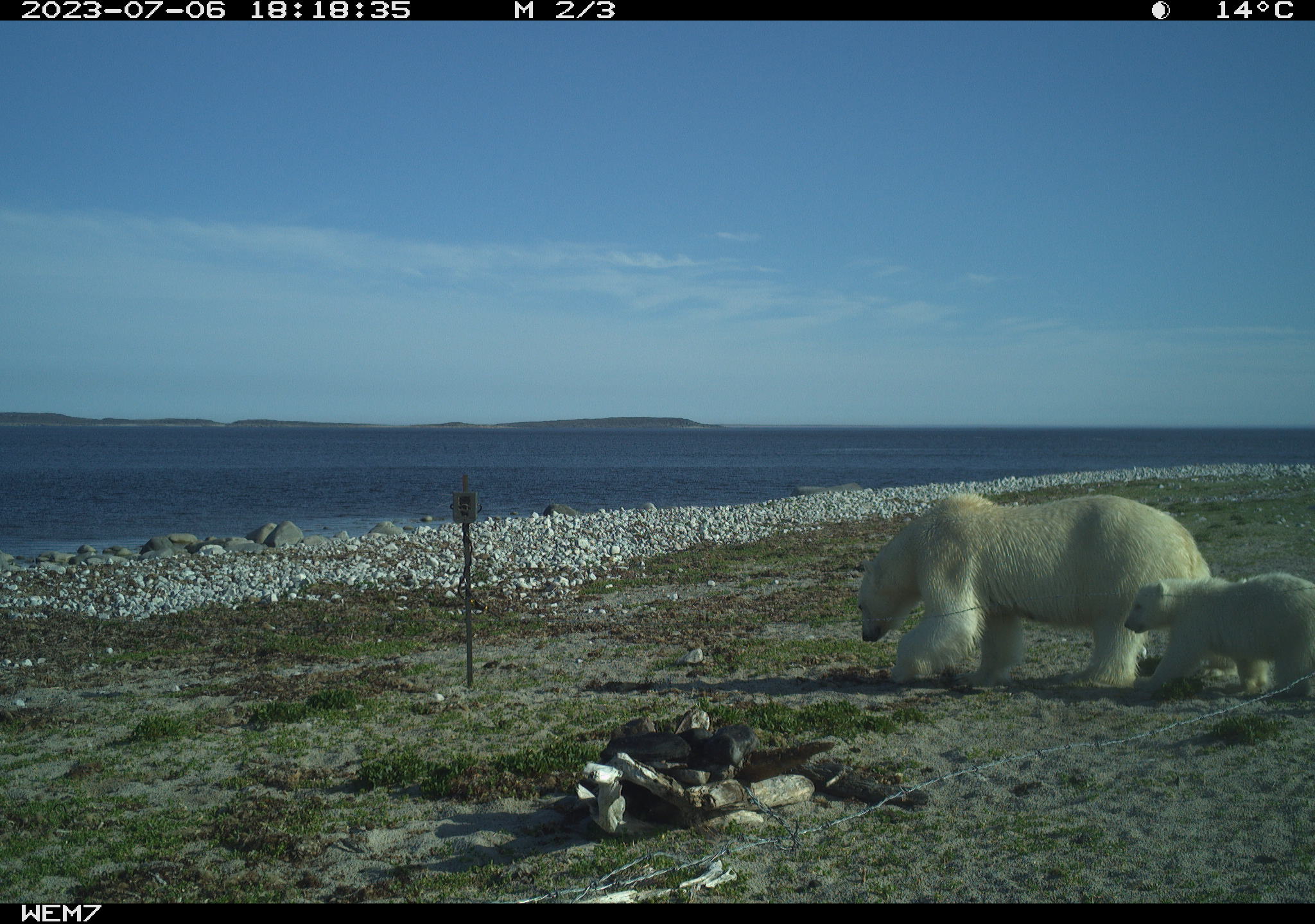 A polar bear mom and cub walk towards the "hair snare" that is set up as part of a research project to collect hair samples