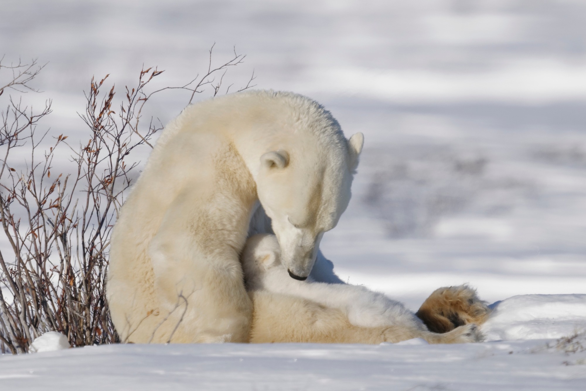 Polar bear mom nursing her cub fresh out of the den in Wapusk National Park