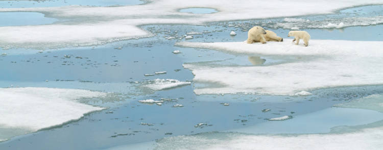 Polar bear cub and mother on forming sea ice 