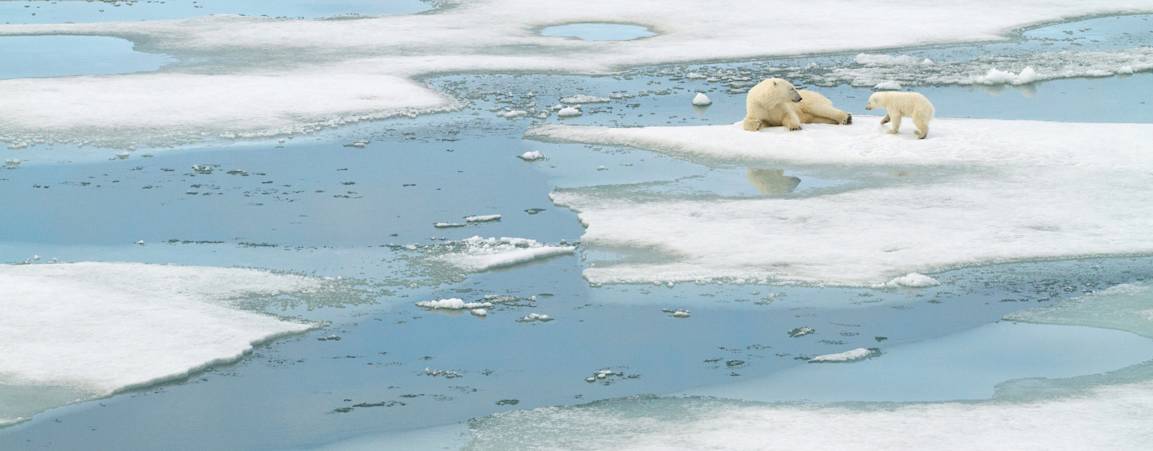 Polar bear cub and mother on forming sea ice