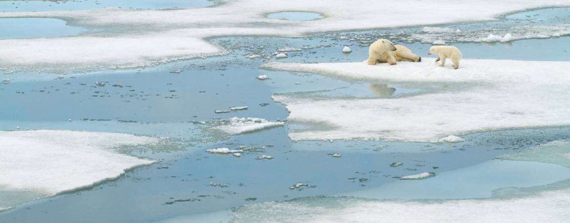 Polar bear cub and mother on forming sea ice 